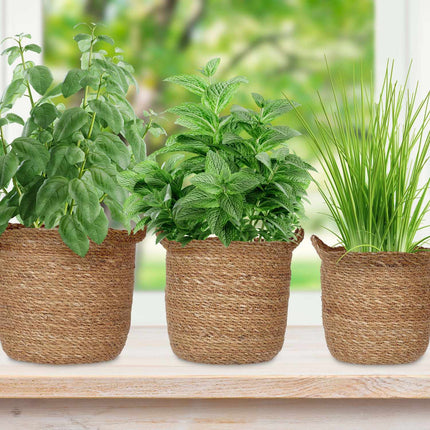 3x jūros dumblių gėlių vazonai su rankena