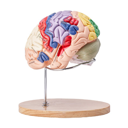Human Brain Model, 2X Life-Size 4-Part, Labeled Base