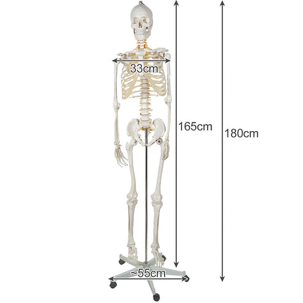 Human skeleton - 170cm Malatec 22583