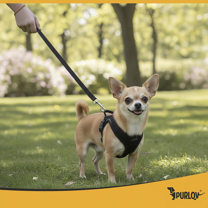 Pressure-Free XS Harness for Dogs & Cats with Leash