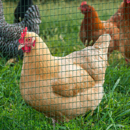 Pelėsių apsauginis tinklelis nuo paukščių, viela ir tinklelis, lankstus, PVC, tamsiai žalias, 0,9 x 30 m, apsauginis tinklelis