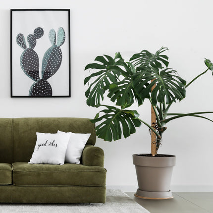 10 kokoso lazdelių rinkinys, 90 cm