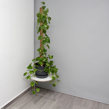 10 kokoso lazdelių rinkinys, 90 cm